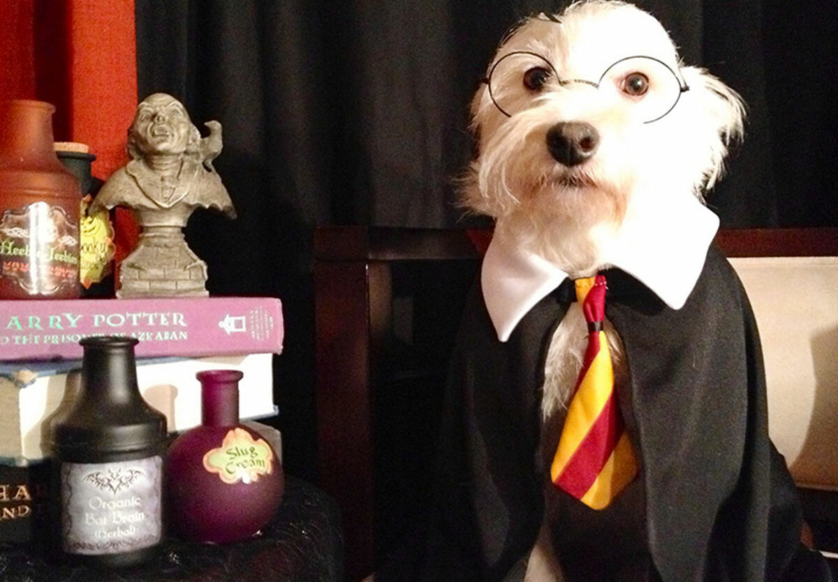 National Dress Up Your Pet Day - January 14, 2026 - National Today intended for January 14 2026 National Day